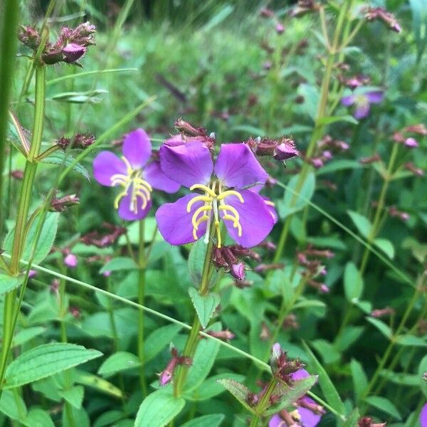 Rhexia virginica Flower