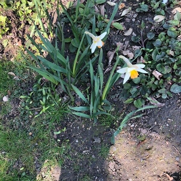 Narcissus tazetta Flor