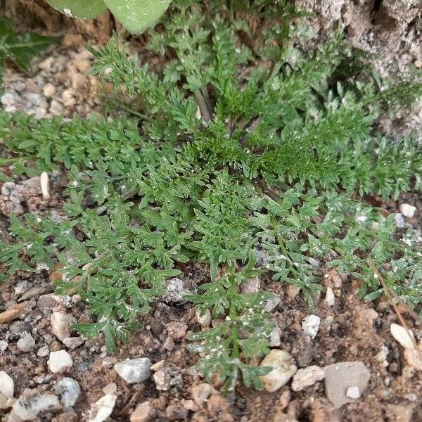 Lepidium didymum Hábito