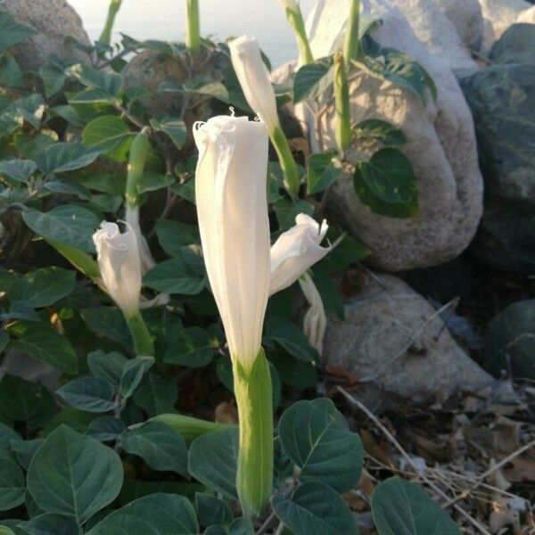 Datura metel ফুল