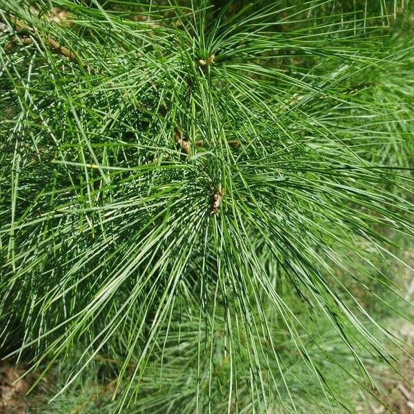 Pinus strobus Folha