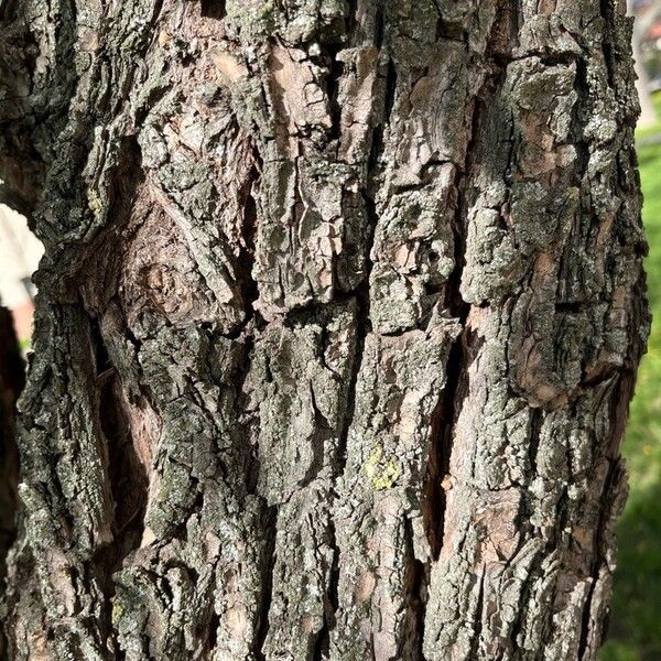 Salix babylonica 樹皮