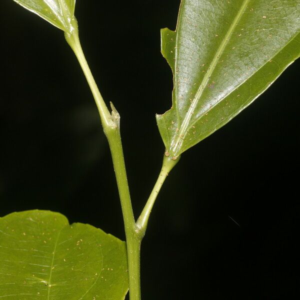 Hasseltia floribunda Leht