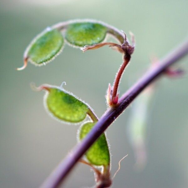 Desmodium triflorum Fruit