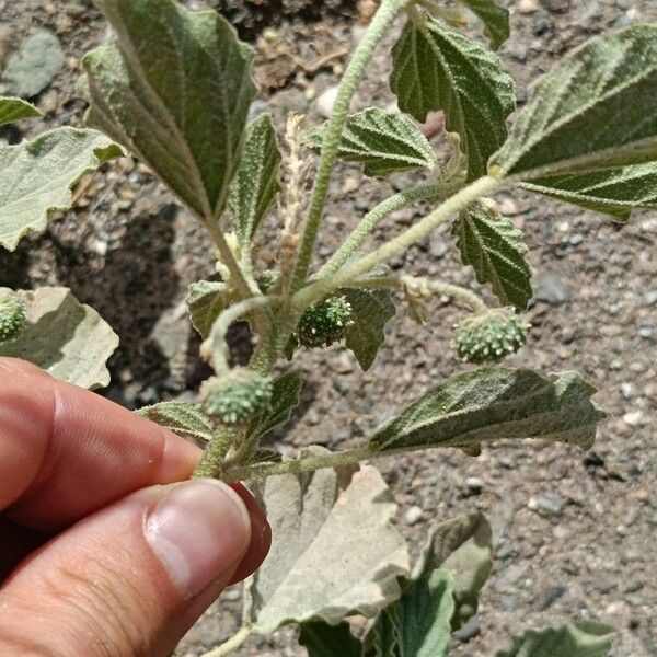 Chrozophora tinctoria Fruit