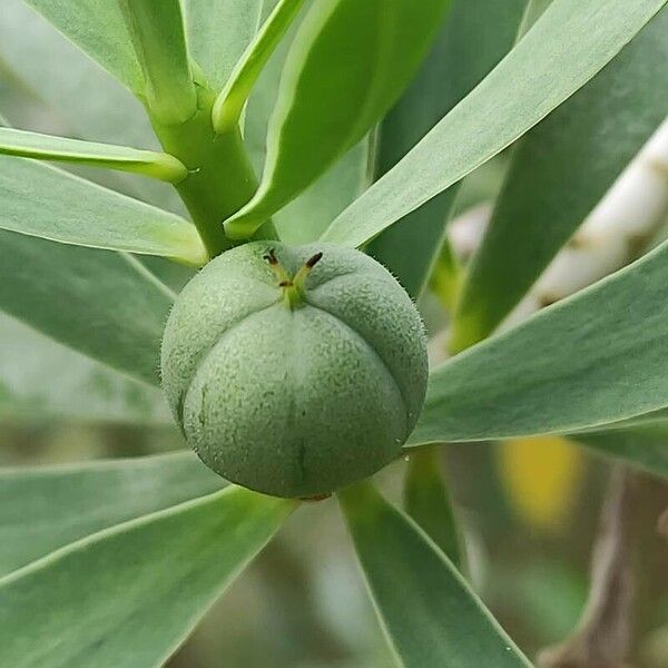 Euphorbia balsamifera Fruct