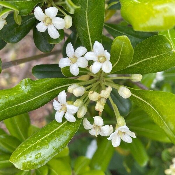 Pittosporum heterophyllum Цветок