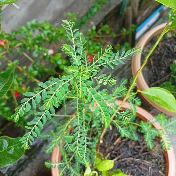 Phyllanthus amarus Levél