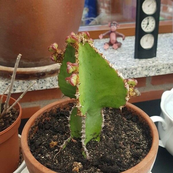 Euphorbia cooperi Листок