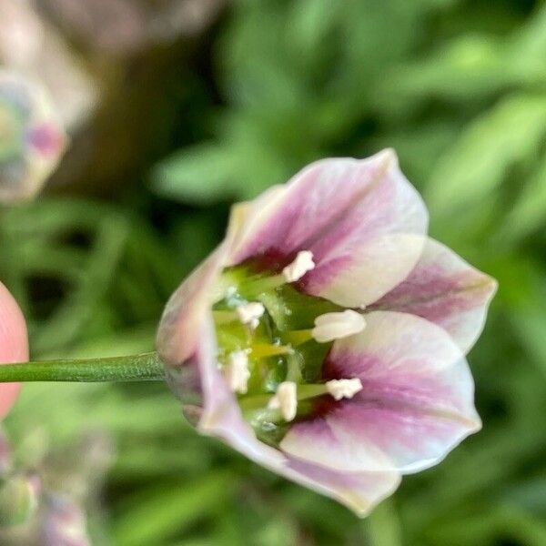 Allium siculum Blomma