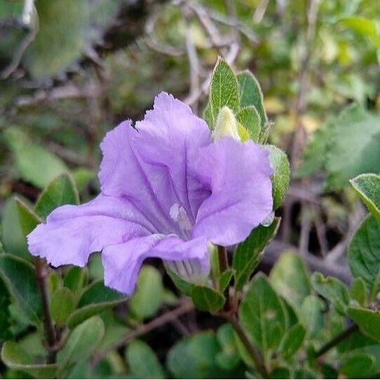 Ruellia patula Virág