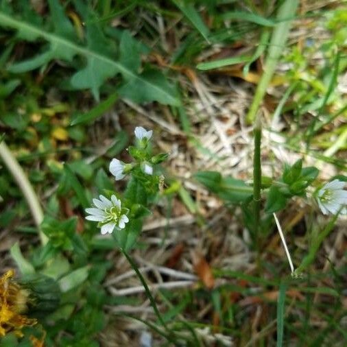 Cerastium fontanum Yaprak