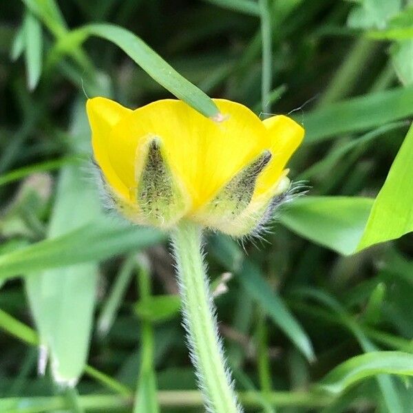 Ranunculus repens Flor