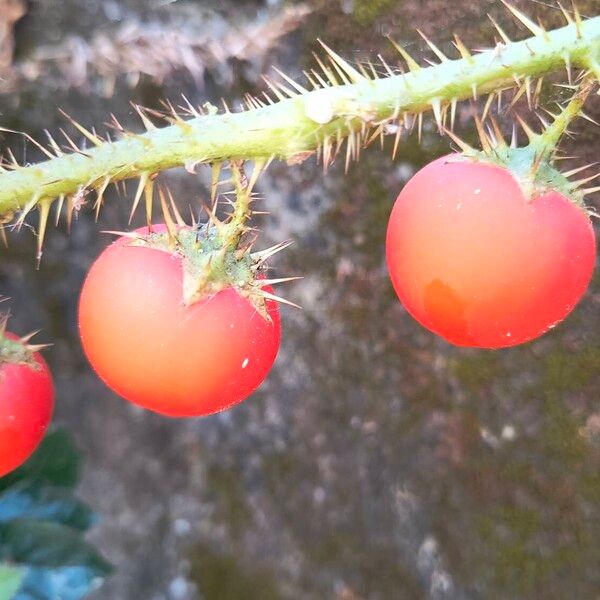 Solanum capsicoides Fruit