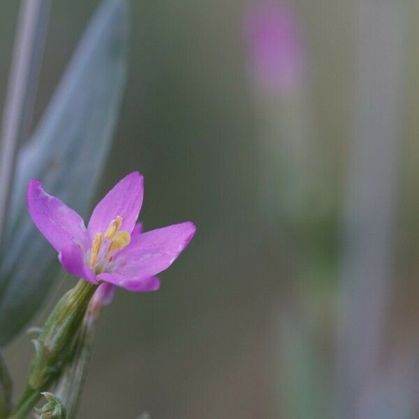 Centaurium scilloides Flower