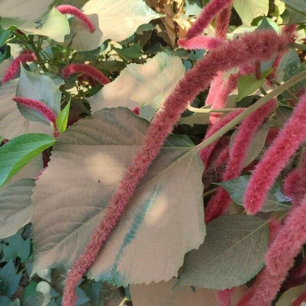 Acalypha hispida 花