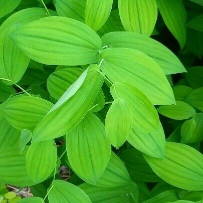 Streptopus amplexifolius Leaf