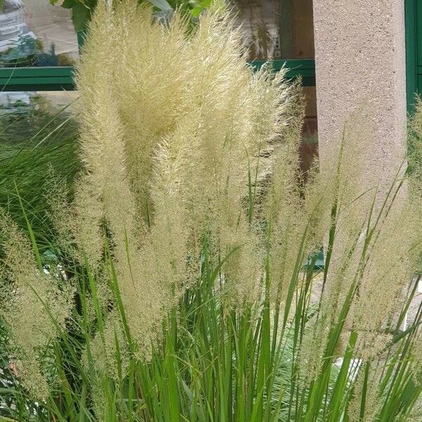 Cortaderia selloana Blomst