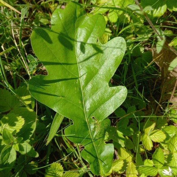 Quercus robur পাতা