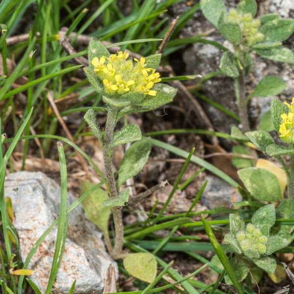 Alyssum simplex Кветка