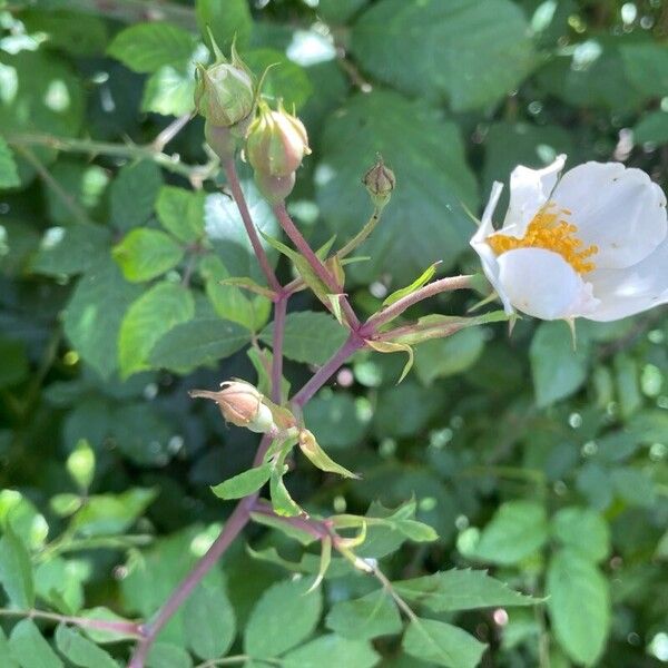 Rosa arvensis Habitatea