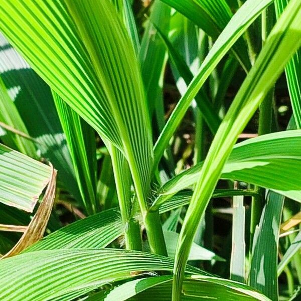 Setaria palmifolia മറ്റ്