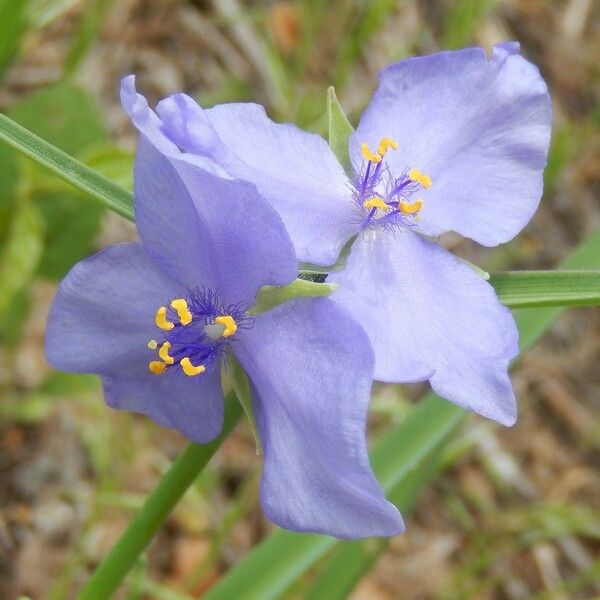 Tradescantia occidentalis Flower