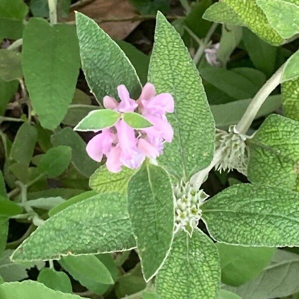 Phlomis purpurea 花