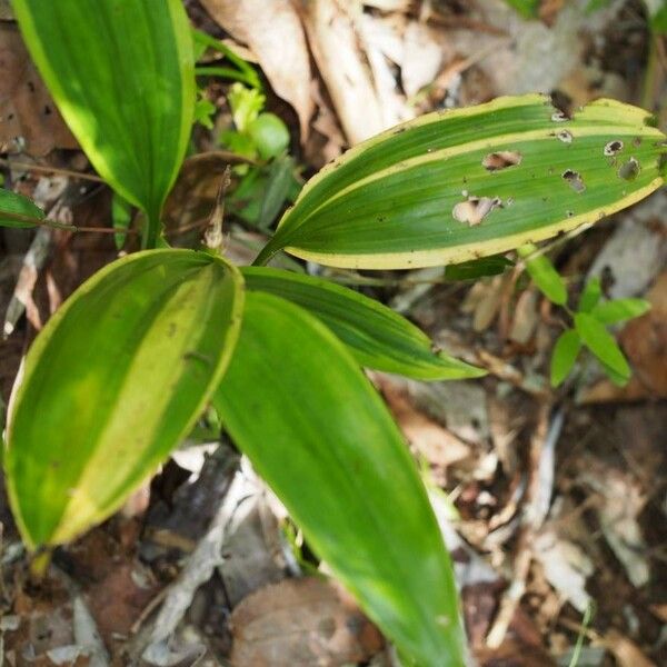 Eulophia pulchra Лист