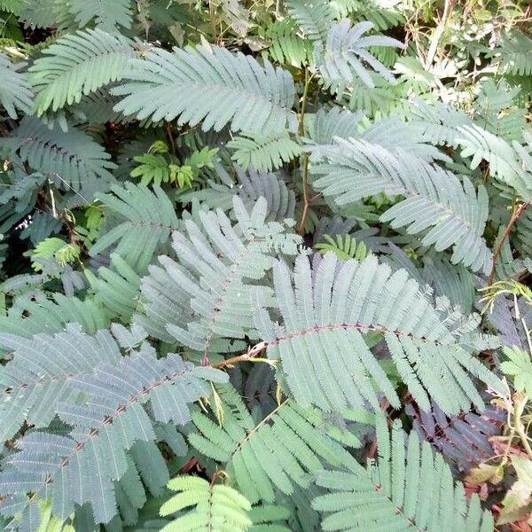 Calliandra houstoniana Лист