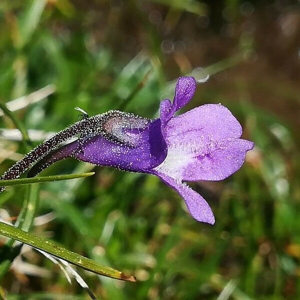 Pinguicula vulgaris 花