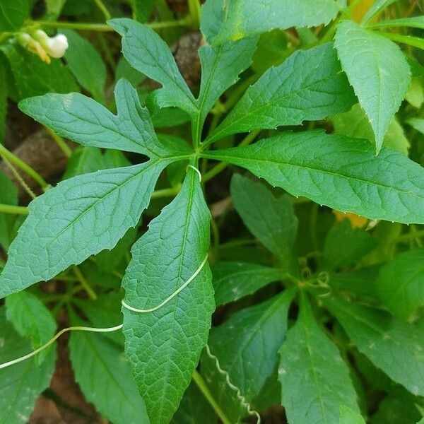 Cyclanthera pedata Blad