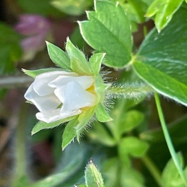 Potentilla sterilis Flor