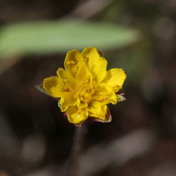 Agoseris heterophylla Çiçek