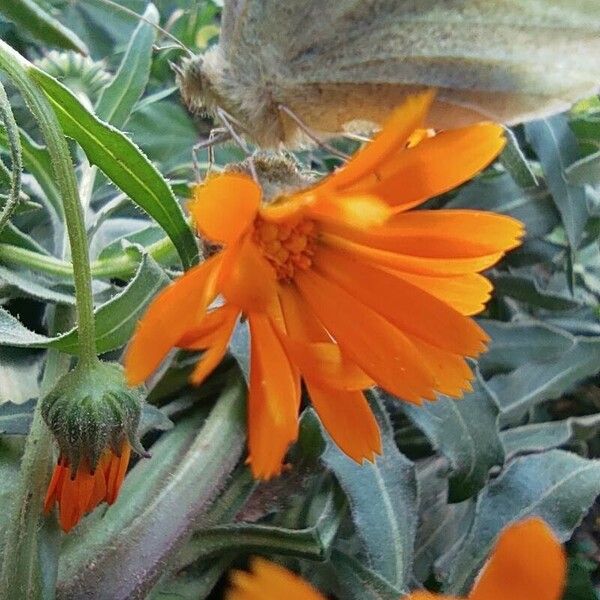 Calendula algeriensis Flower