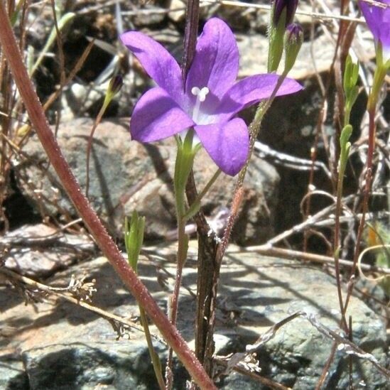 Githopsis pulchella Kwiat