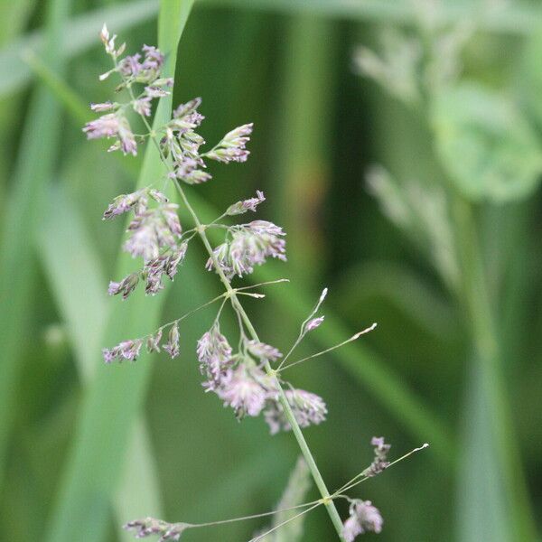 Poa pratensis Blüte