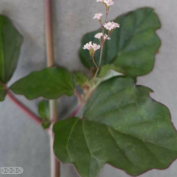 Boerhavia erecta Flors