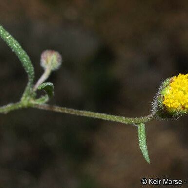 Schkuhria multiflora Kwiat