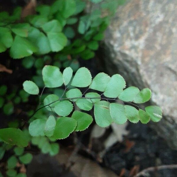 Adiantum raddianum Blatt