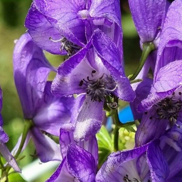 Aconitum variegatum Λουλούδι