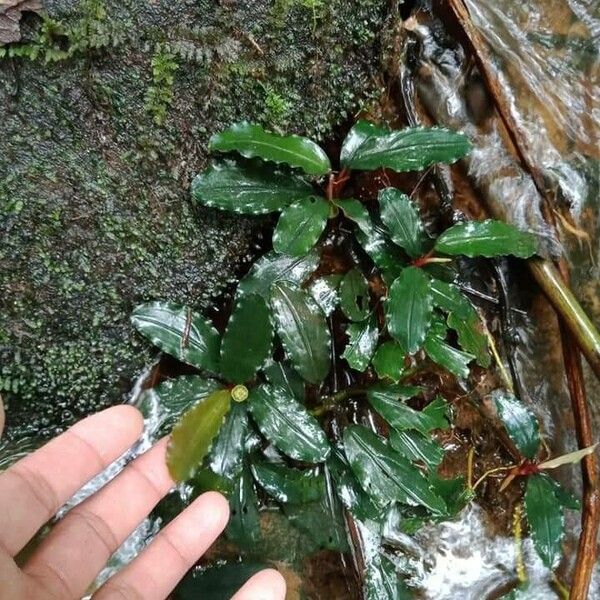 Bucephalandra motleyana