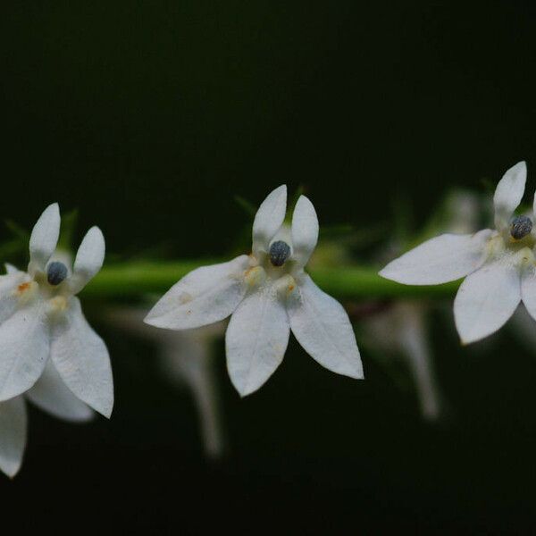 Lobelia spicata Lorea