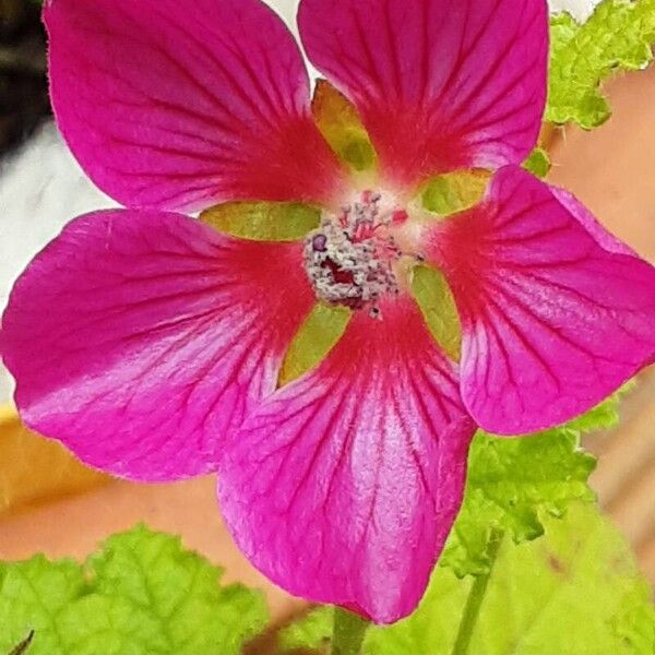 Anisodontea capensis Kwiat