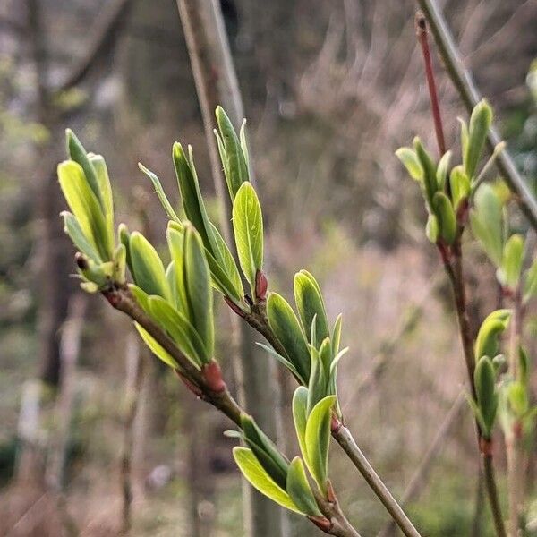 Salix purpurea 葉