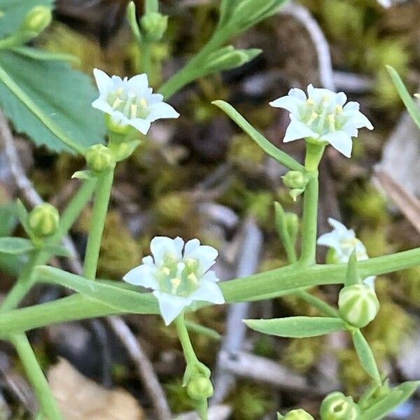 Thesium humifusum Çiçek