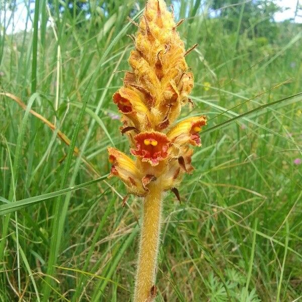 Orobanche gracilis Flor