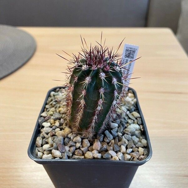 Echinocereus viridiflorus Leaf