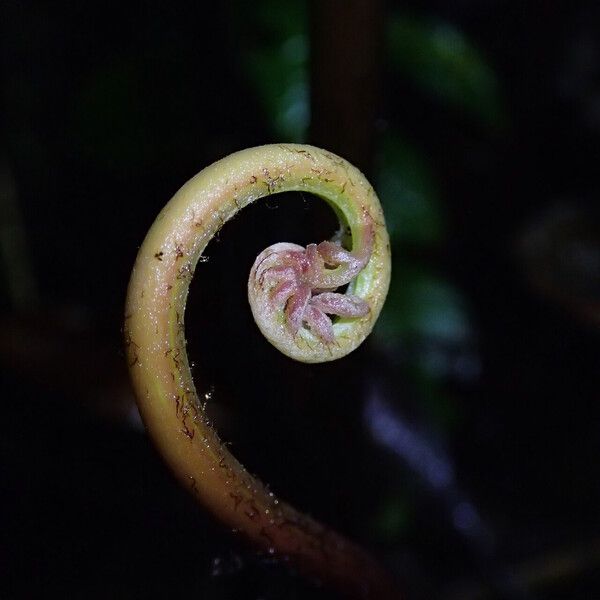 Pteris catoptera Folla