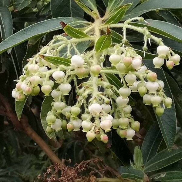 Arbutus canariensis പുഷ്പം